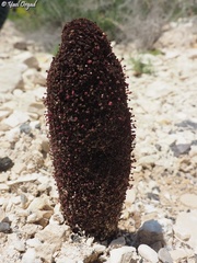 Cynomorium coccineum