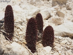 Cynomorium coccineum