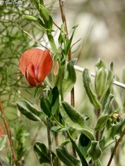 Lathyrus pseudocicera