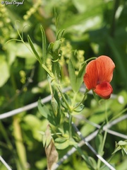 Lathyrus pseudocicera