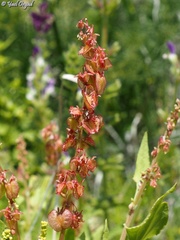 Rumex cyprius