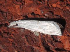 Haimbachia albescens