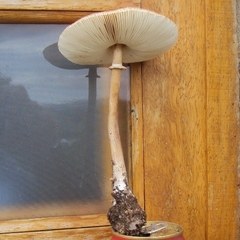 Fungi