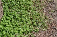 Veronica polita lilacina