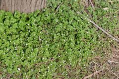 Veronica polita lilacina