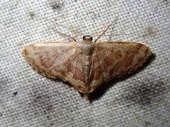 Lophophleps phoenicoptera