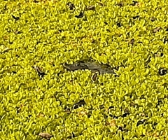 Caiman crocodilus fuscus