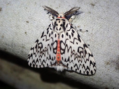 Lymantria singapura