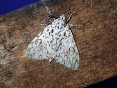 Lymantria singapura