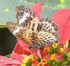 Cethosia mahratta
