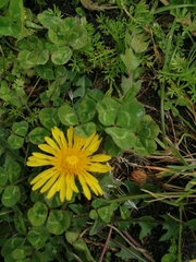 Taraxacum officinale