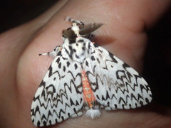 Lymantria singapura