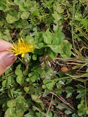 Taraxacum officinale