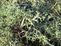Cladonia caroliniana