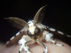 Lymantria singapura