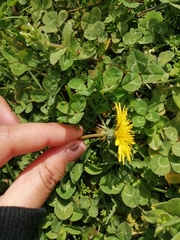 Taraxacum officinale