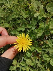 Taraxacum officinale