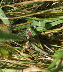 Decticus verrucivorus verrucivorus