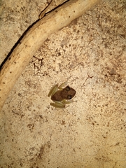 Craugastor yucatanensis