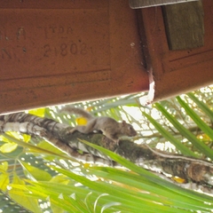Sciurus aestuans ingrami