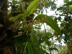 Pleurothallis restrepioides