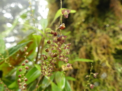 Stelis columnaris