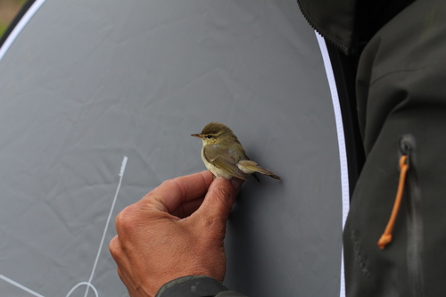 Phylloscopus trochiloides