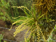 Stelis pusilla