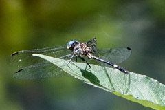 Dythemis nigra