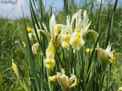 Iris grant-duffii