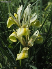 Iris grant-duffii