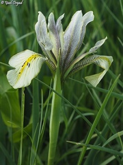 Iris grant-duffii