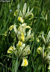 Iris grant-duffii