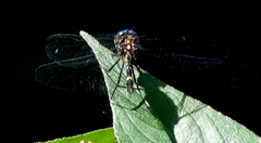 Dythemis nigra