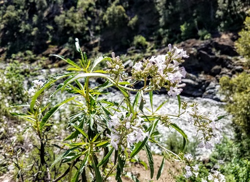 California yerba santa (Eriodictyon californicum)