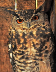 Bubo capensis