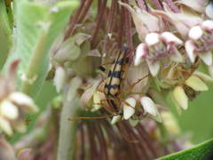 Strangalia luteicornis