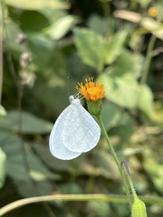 Leptosia nupta nupta