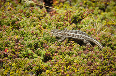 Liolaemus magellanicus