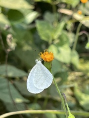 Leptosia nupta nupta