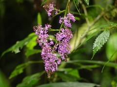 Epidendrum nanegalense