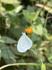 Leptosia nupta nupta