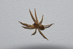 Zoropsis spinimana