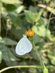 Leptosia nupta nupta