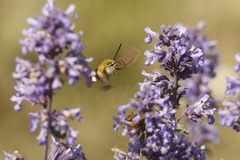 Hemaris fuciformis