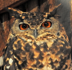 Bubo capensis