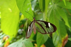 Ithomia agnosia zikani