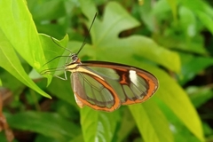 Ithomia agnosia zikani
