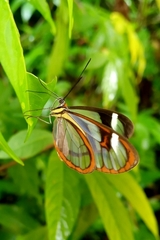 Ithomia agnosia zikani