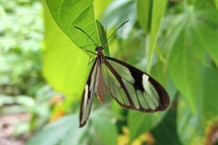 Ithomia agnosia zikani